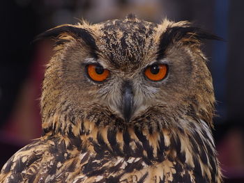 Close-up portrait of owl