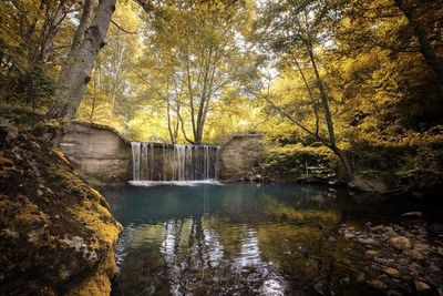 River stream amidst trees in forest