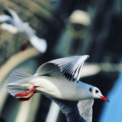 Close-up of bird against blurred background