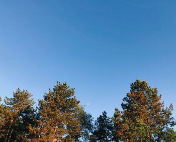 Low angle view of trees against clear blue sky