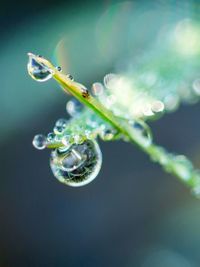 Close-up of plant against blurred background