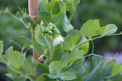 Fresh flowering pea plants in the organic garden