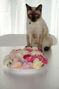 Siamese cat and roses
