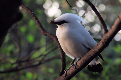 Close-up of bird perching on tree