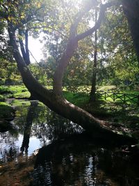 Trees by lake in forest