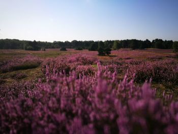 Scenic view of flowering plants on field against sky