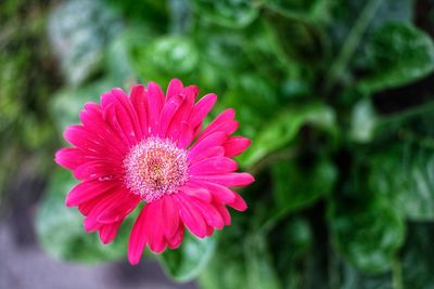 Close-up of pink flower