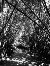 Road passing through forest