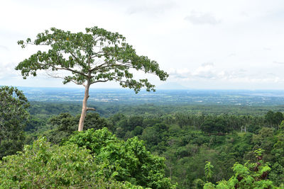 Tree on landscape against sky