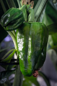Close-up of fresh green leaf