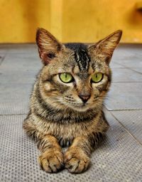 Close-up portrait of tabby cat