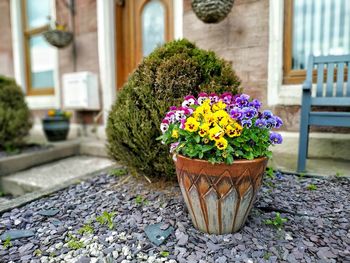 Potted plants in pot