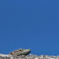 Close-up of lizard against clear blue sky