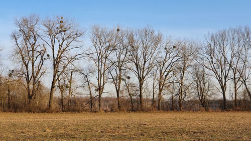 Bare trees on field against sky