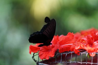 Close-up of butterfly pollinating on flower