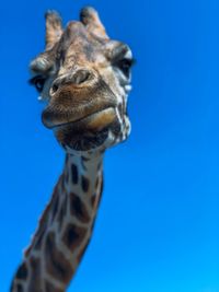 Close-up of a giraffe against blue sky