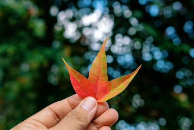 Cropped hand holding maple leaf during autumn