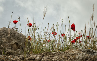 Close-up of poppy flowers growing in field against sky