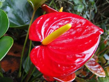 Close-up of red flower blooming outdoors