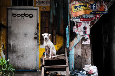 View of dog sitting in front of building