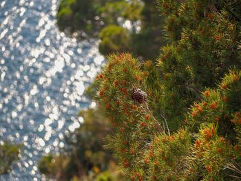 High angle view of bird on branch