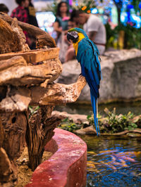 Close-up of parrot perching on wood