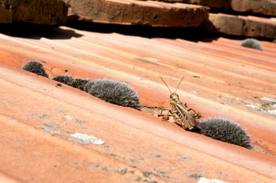 High angle view of insect on wood