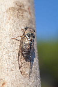 Close-up of fly