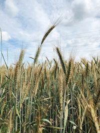 Close-up of wheat growing on field against sky