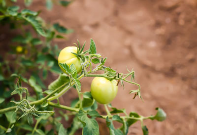 Close-up of tomatoes growing on tree