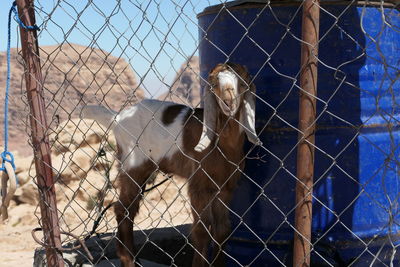 Baby goat in cage  