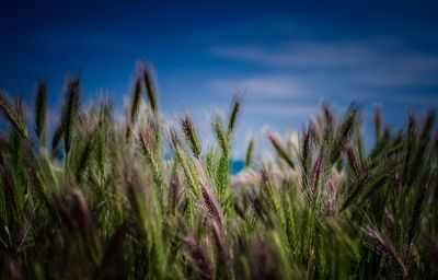 Close-up of wheat field against blue sky