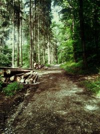 Road passing through forest