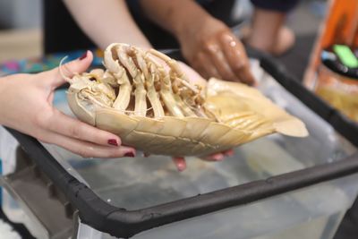 Close-up of person holding an isopod 