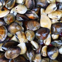 Full frame shot of shells