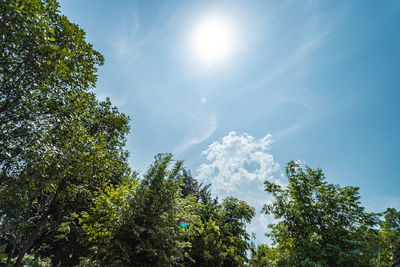 Low angle view of sunlight streaming through trees against sky