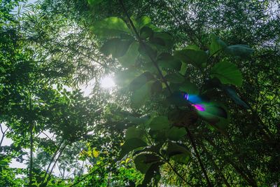 Low angle view of flowering tree against sky in forest