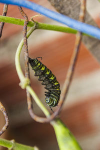 Close-up of insect on leaf