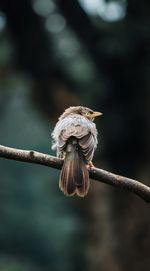 Close-up of bird perching on branch