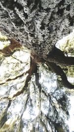 Low angle view of trees