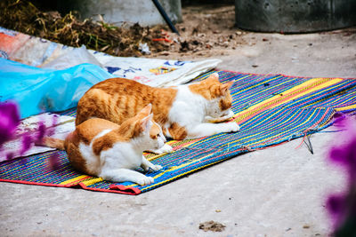 Ginger cat lying down