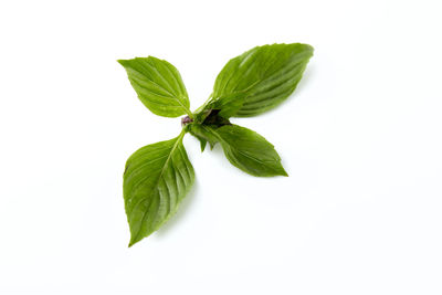 Close-up of green leaves against white background