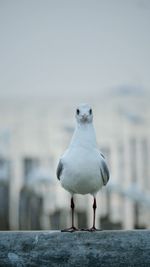 Close-up of seagull perching on retaining wall