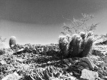 Low angle view of trees against clear sky