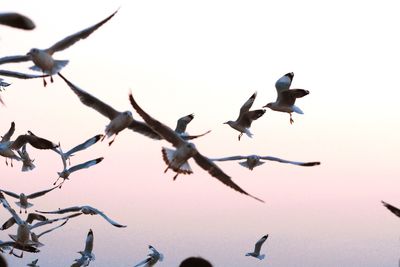 Low angle view of birds flying against clear sky