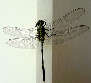 Close-up of insect on leaf