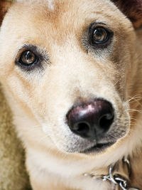 Close-up portrait of dog