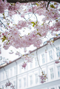 Cherry blossom tree in city