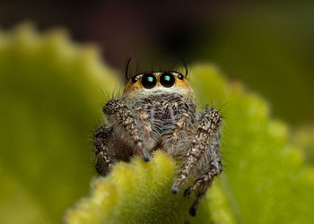 Close-up of spider