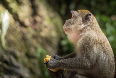 Close-up of monkey eating bird